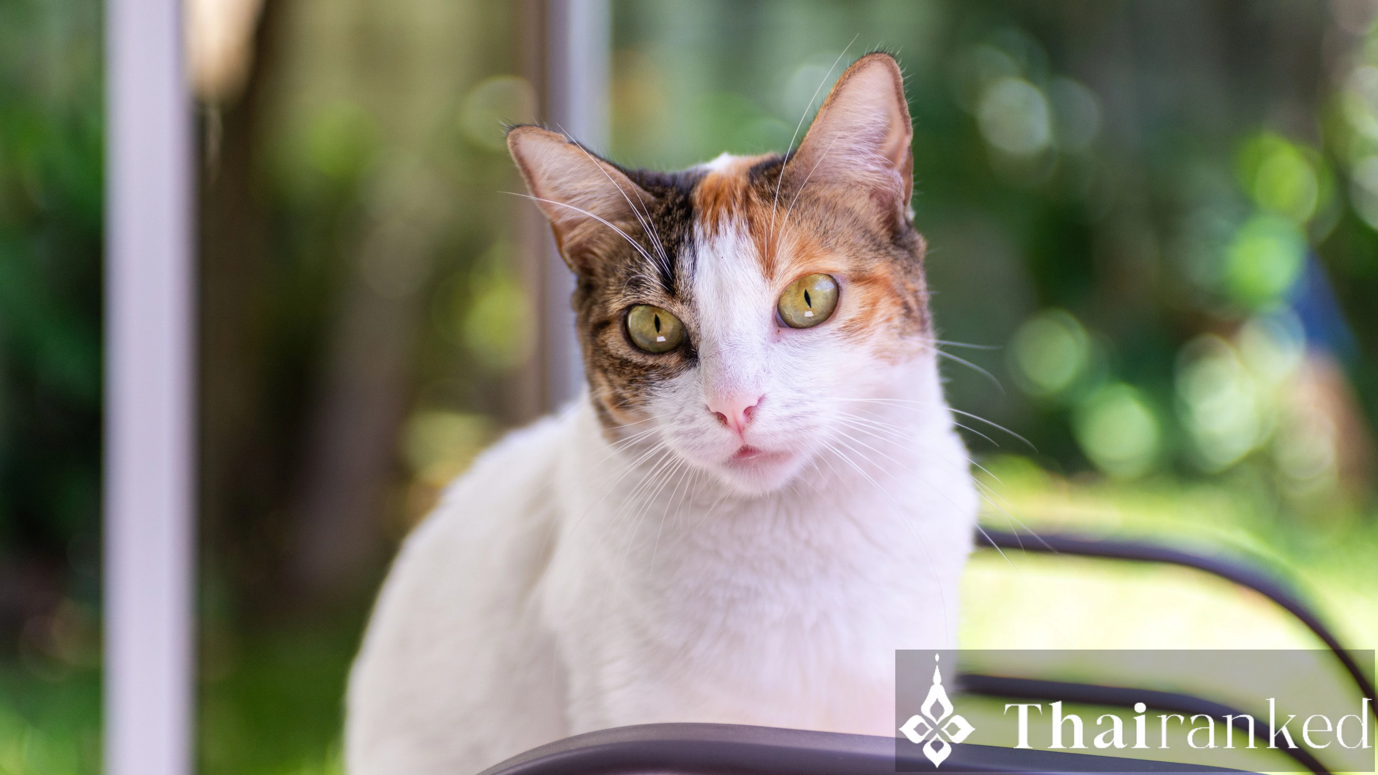 How to Adopt a Pet in Thailand