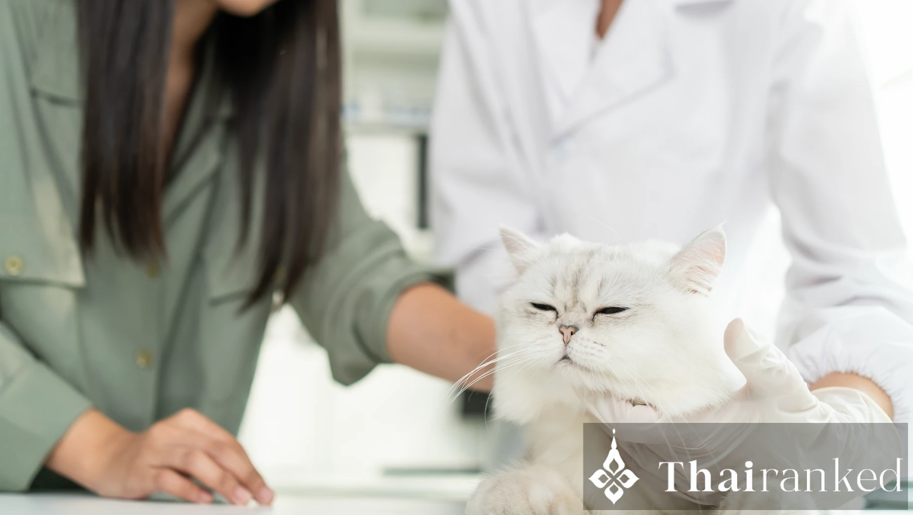 24-Hour Animal Hospitals in Bangkok - thumbnail