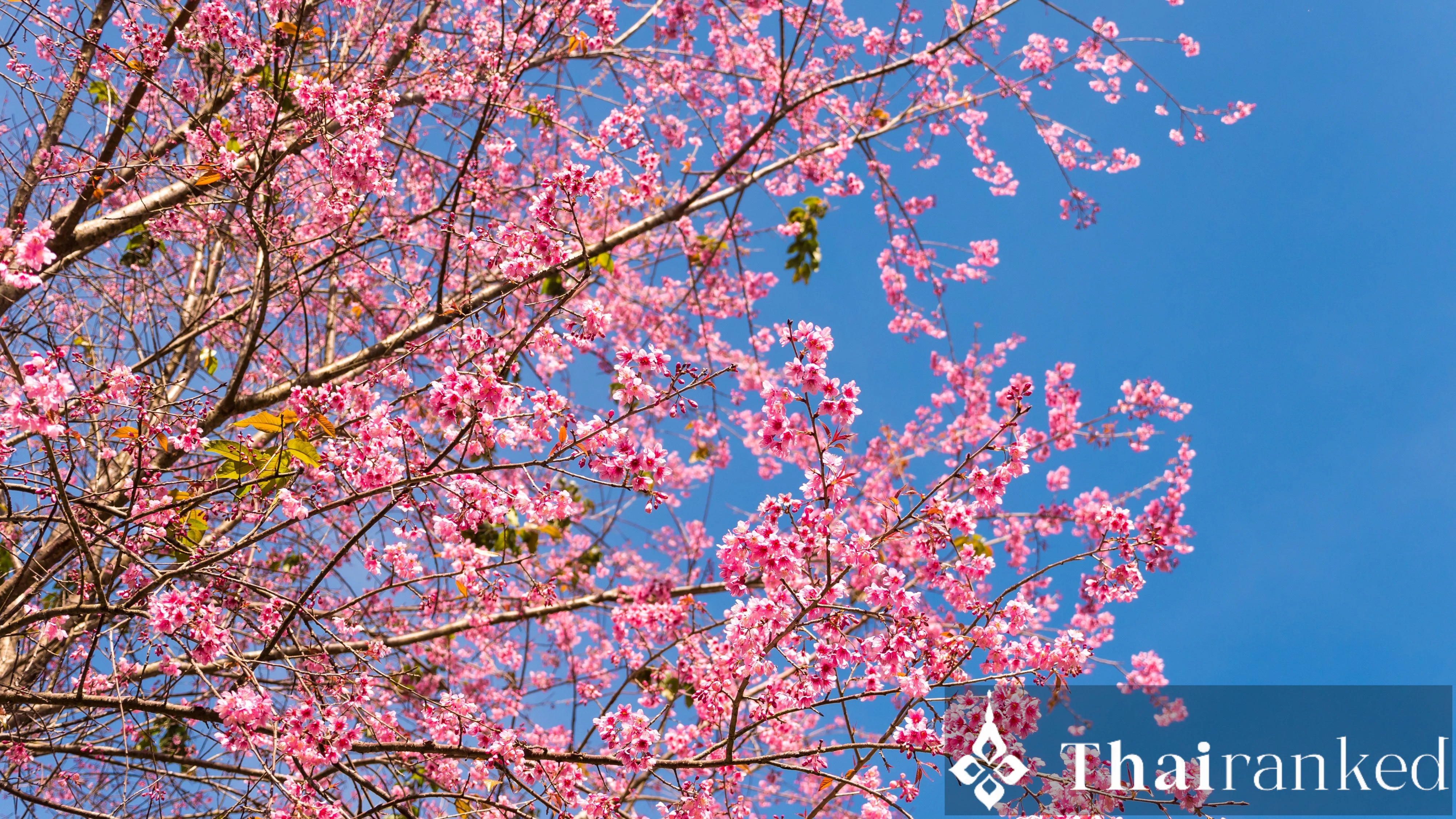 Doi Ang Khang (Royal Agricultural Station)