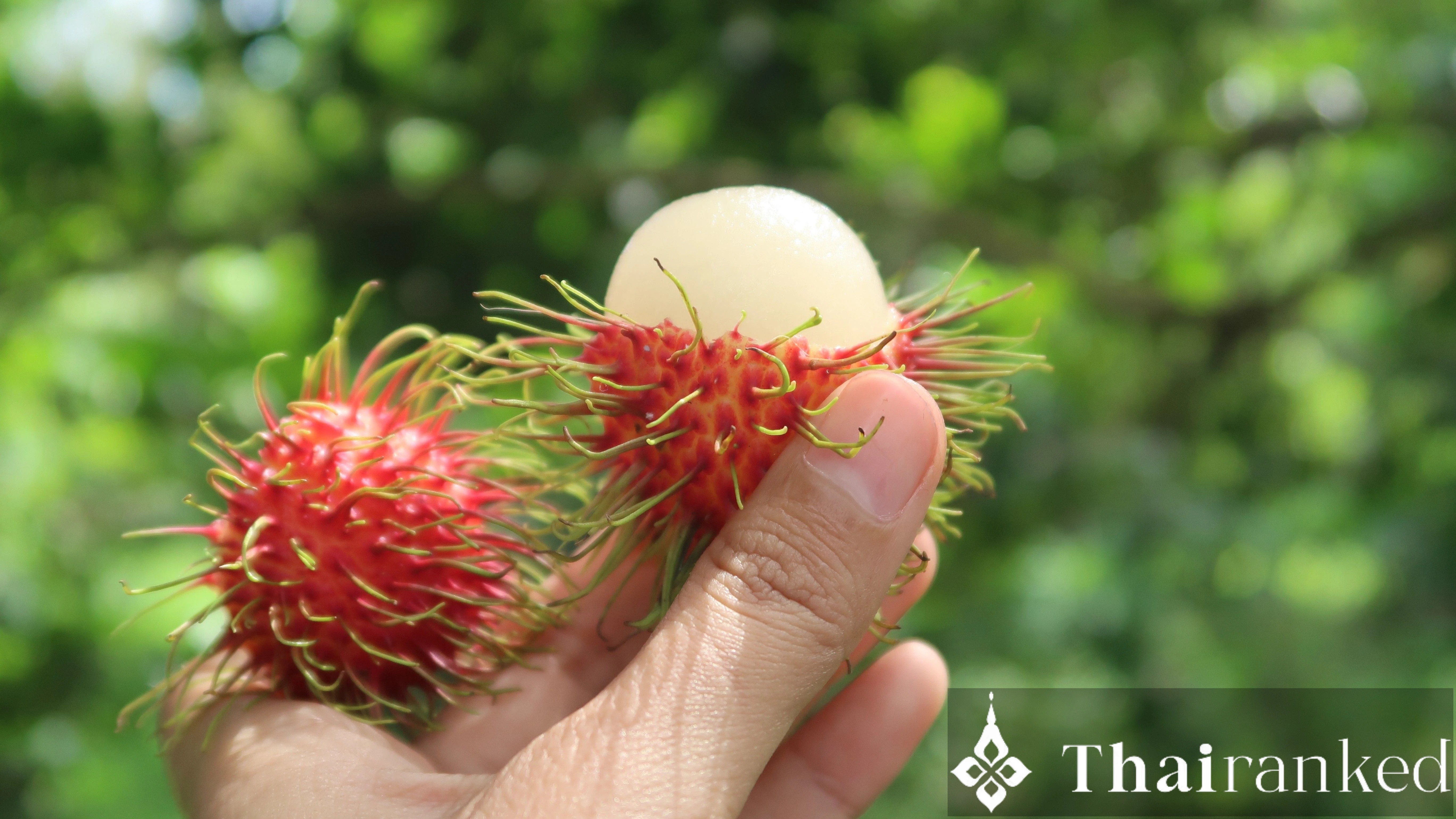 Rambutan