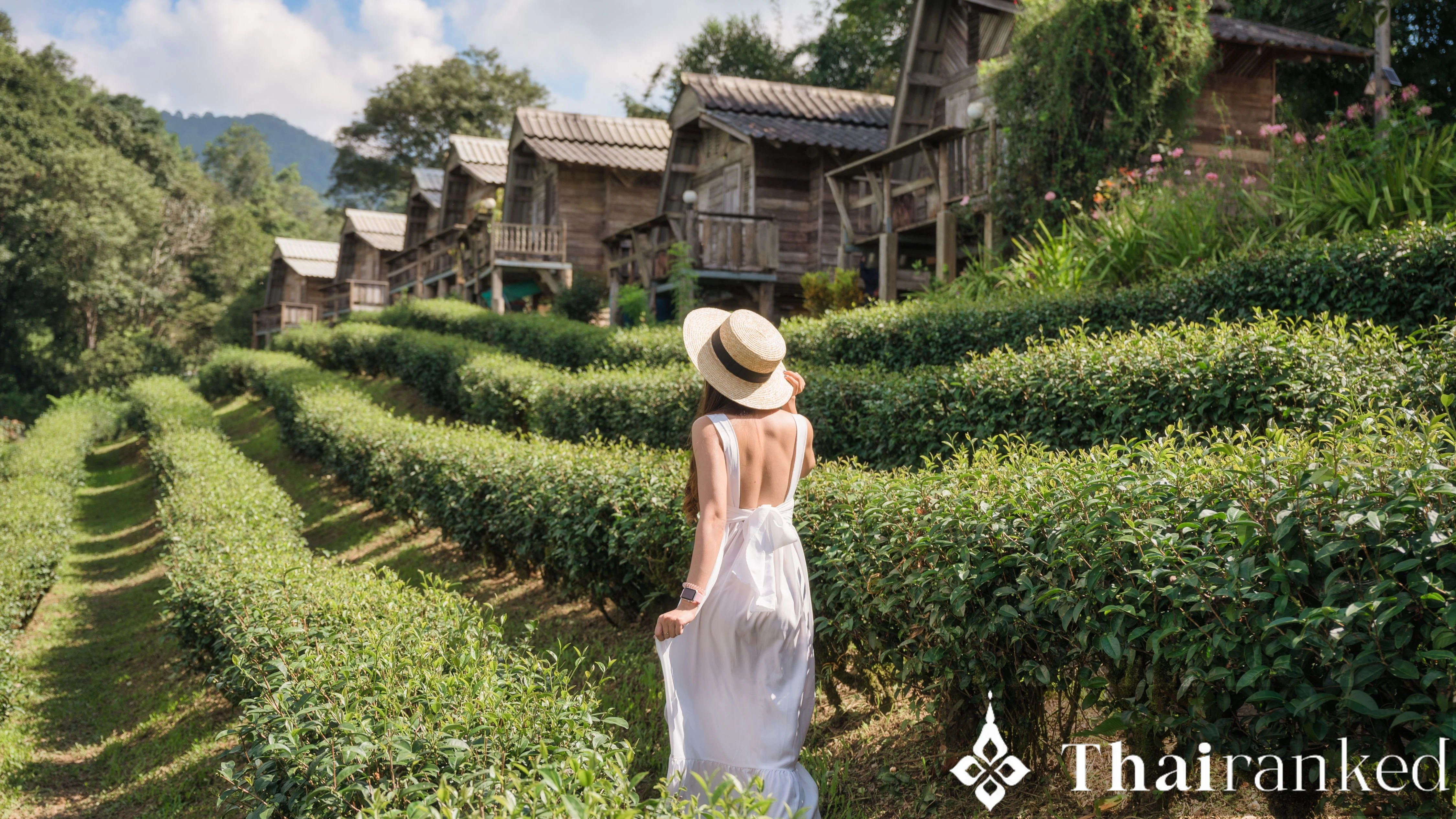 Chiang Rai Tea Hills Photo Stroll