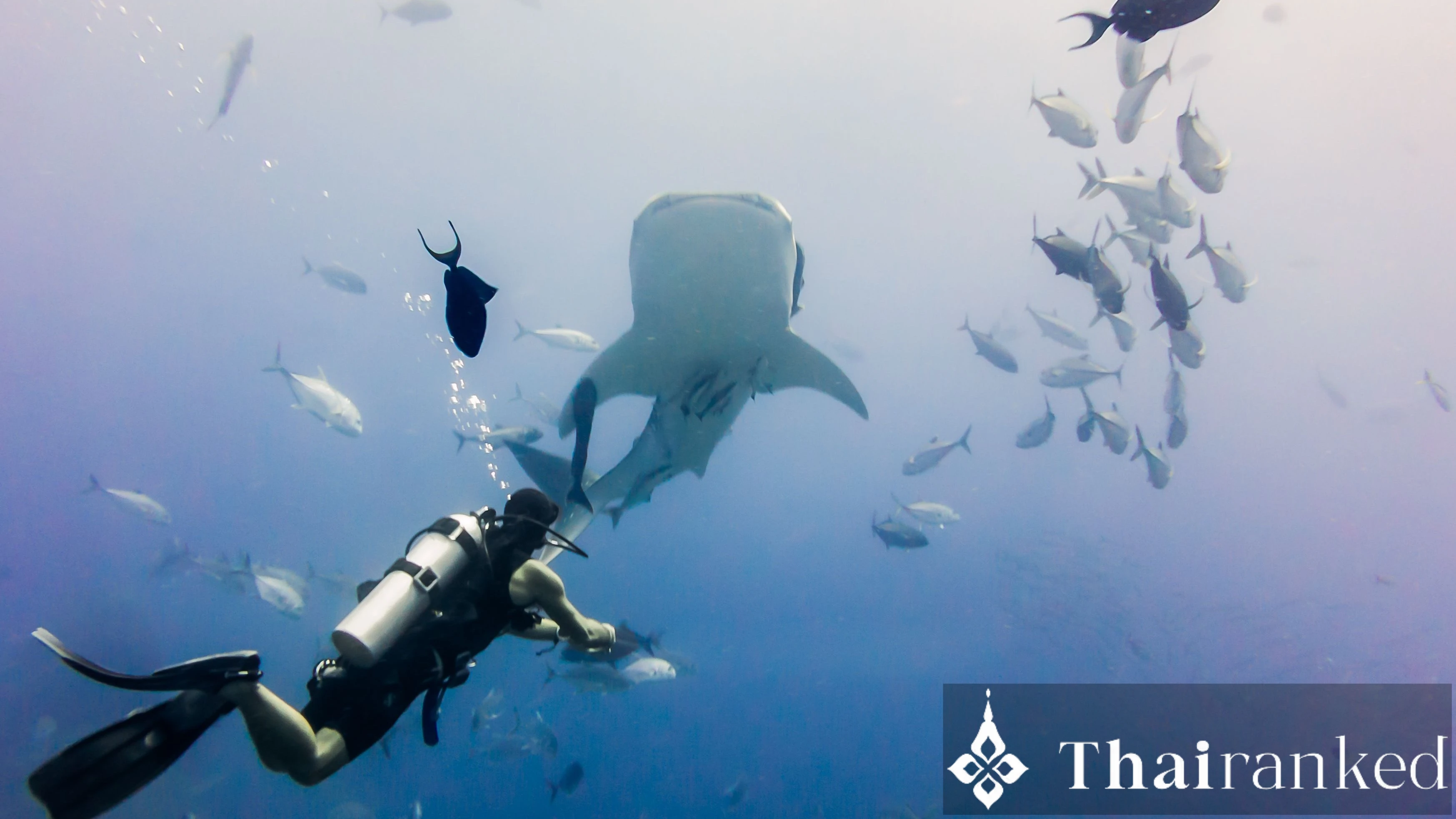 Richelieu Rock (Surin Islands)