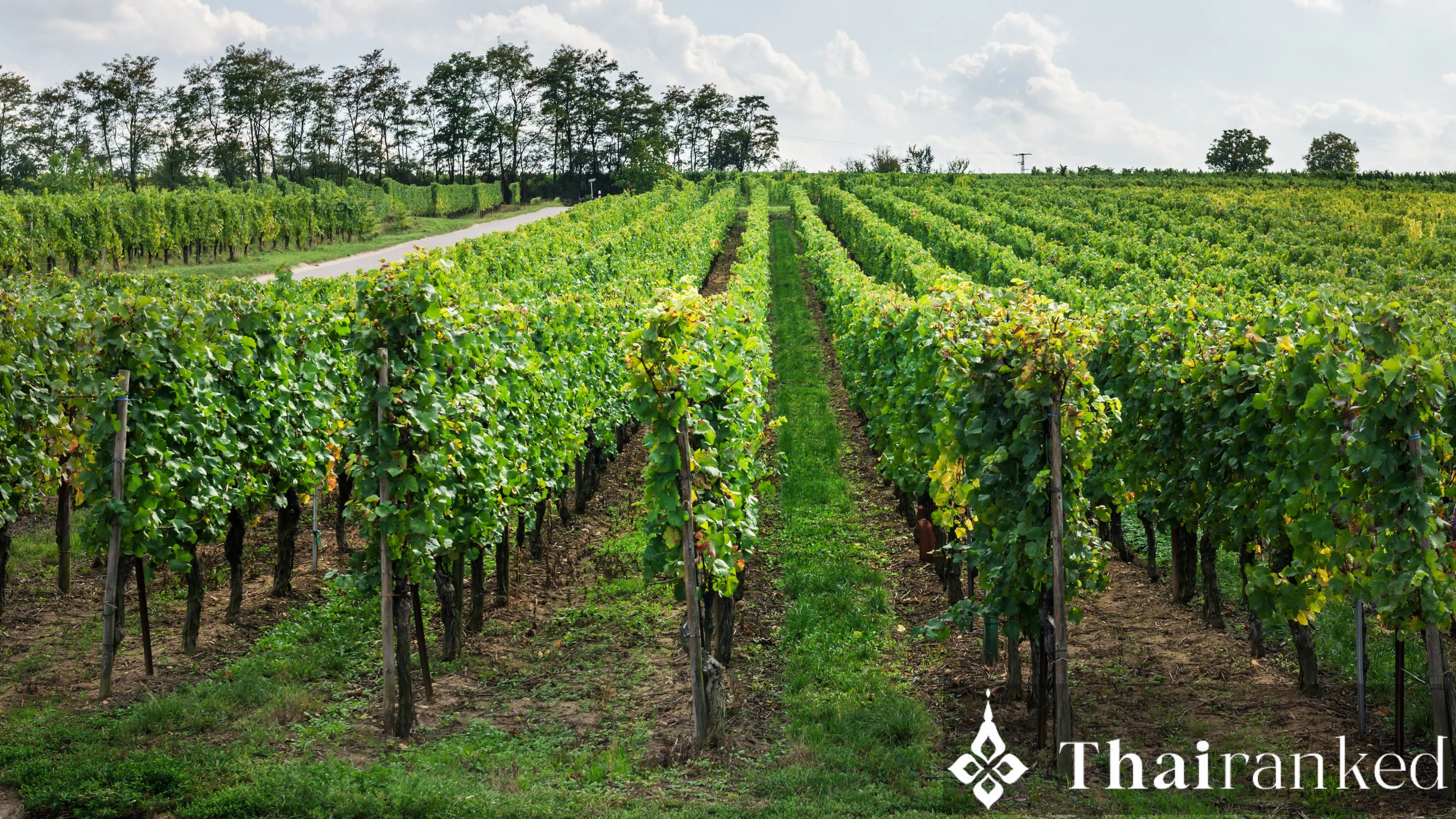 Khao Yai Wine Country