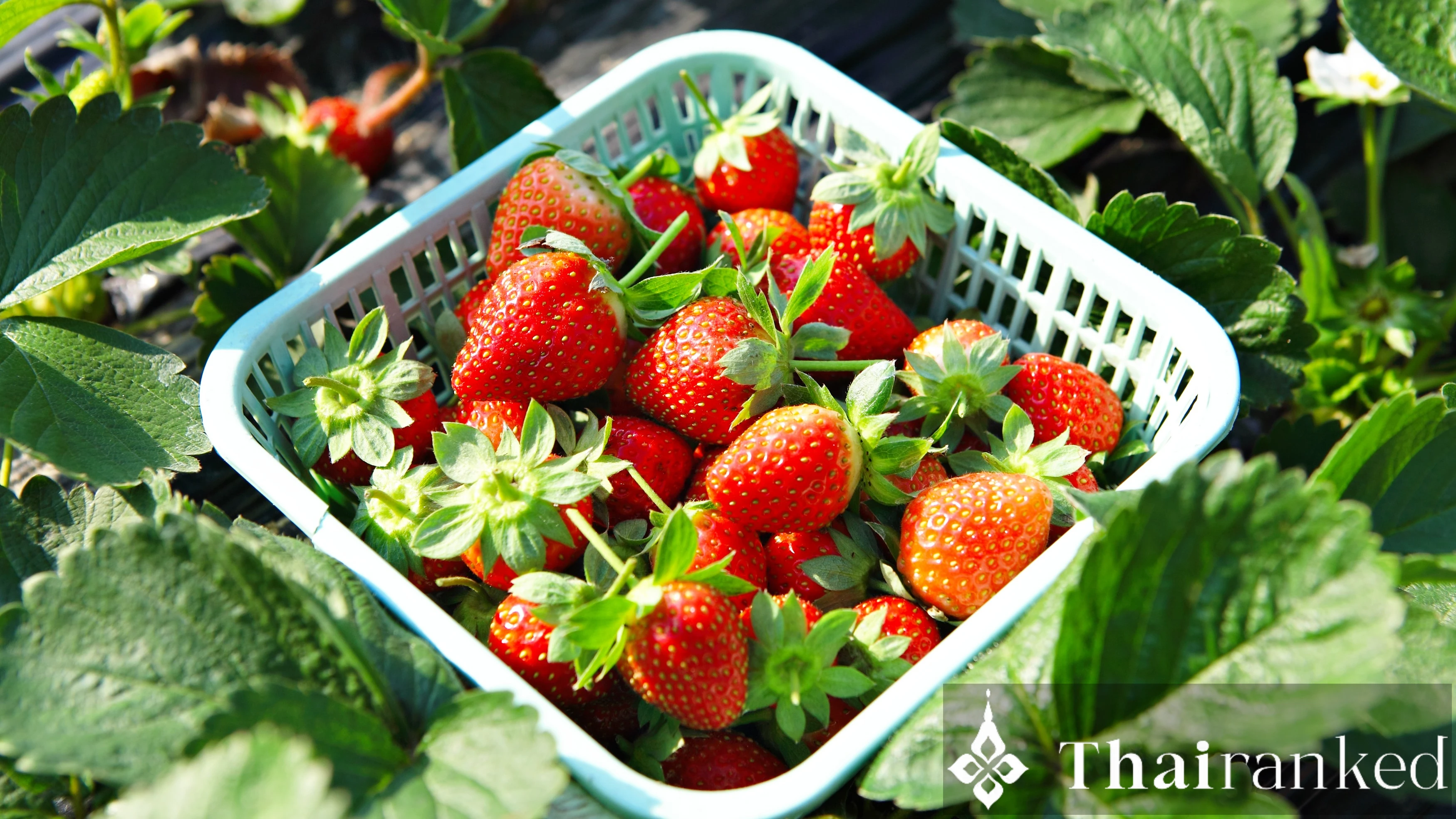 Doi Nok Strawberry Resort (Samoeng)