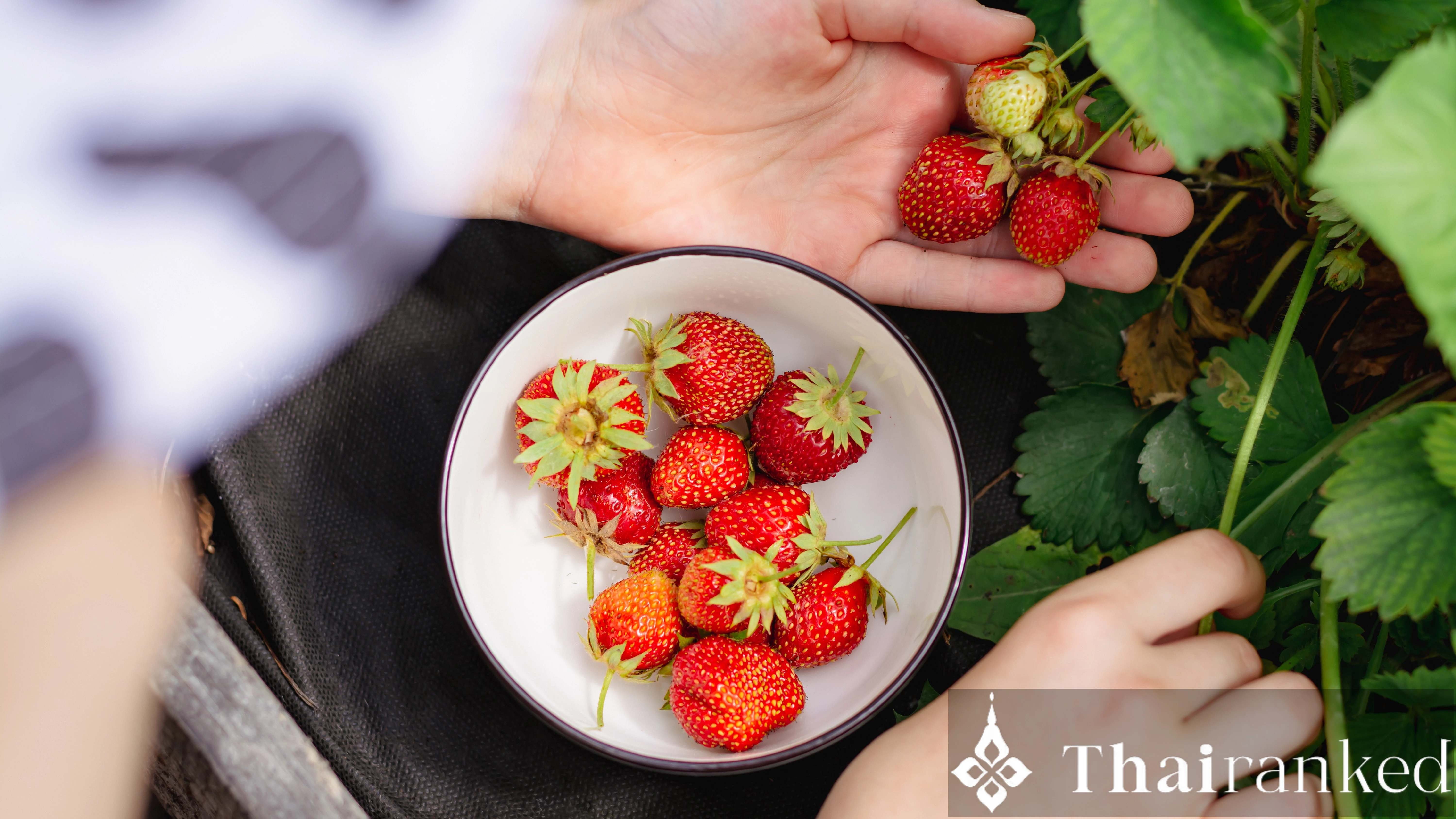 Khun Wang Royal Project (Doi Inthanon)