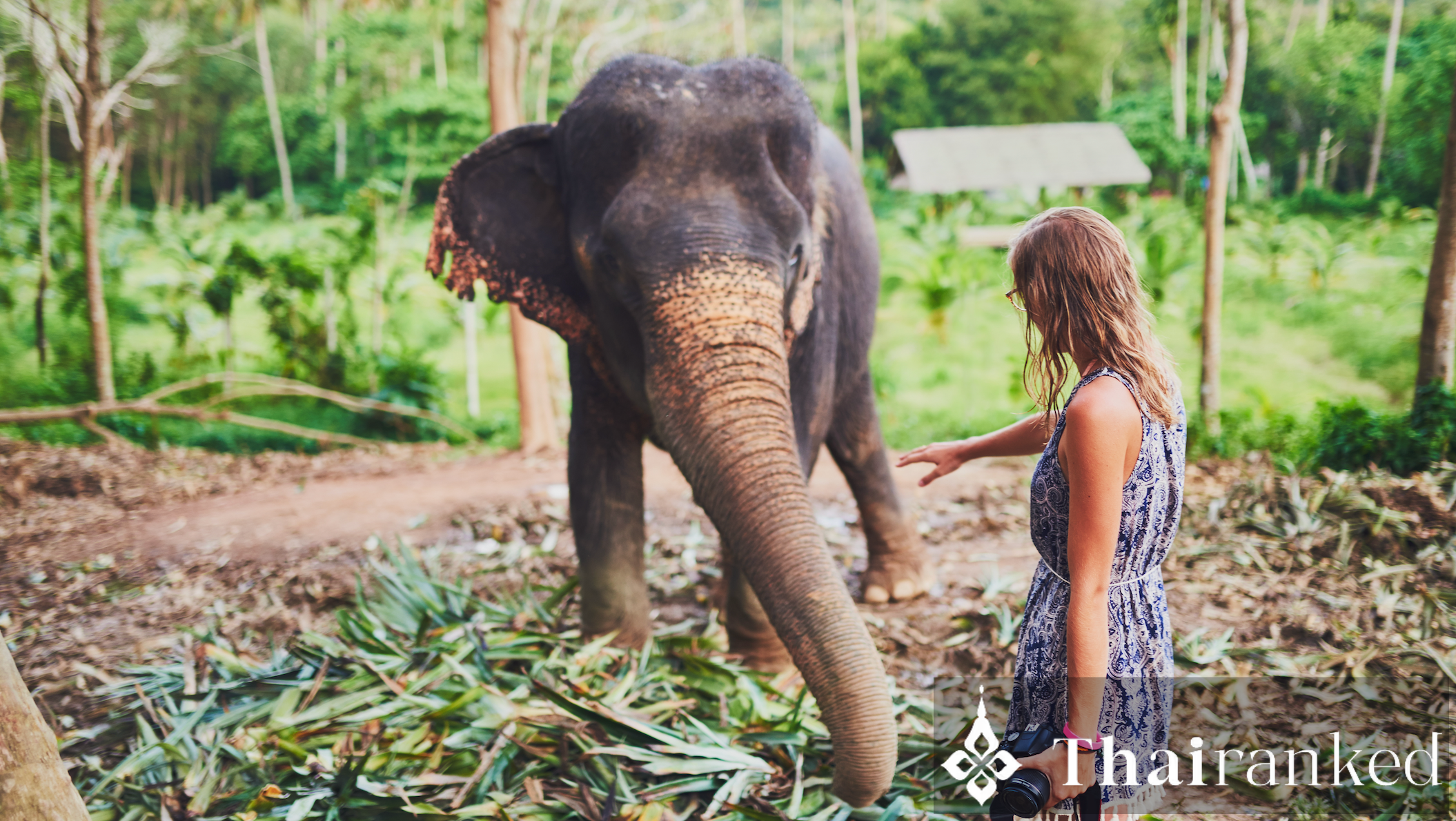 How to Choose a Truly Cruelty-Free Elephant Sanctuary