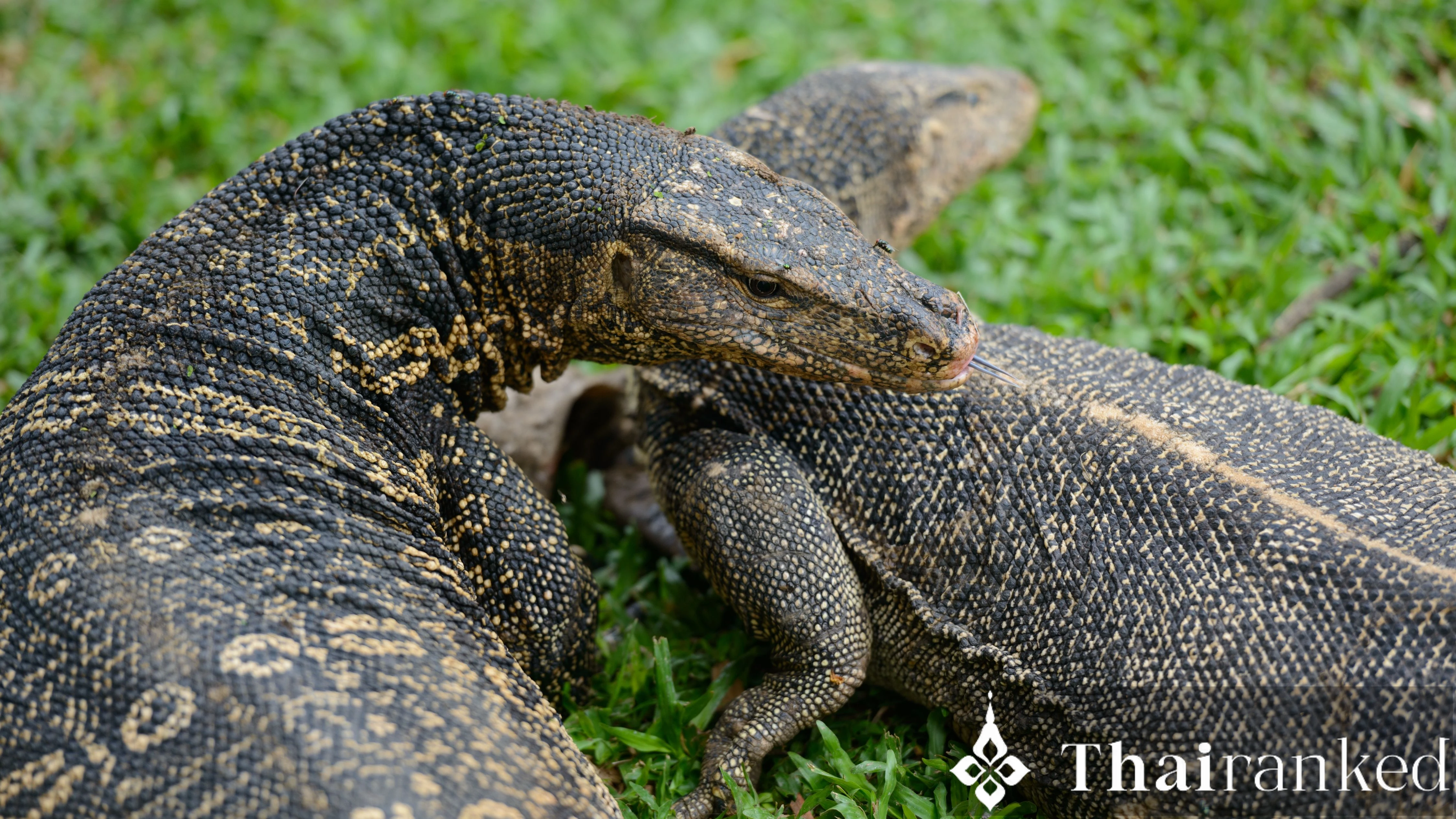 Lumpini Park Monitor Lizards: Friend or Foe?