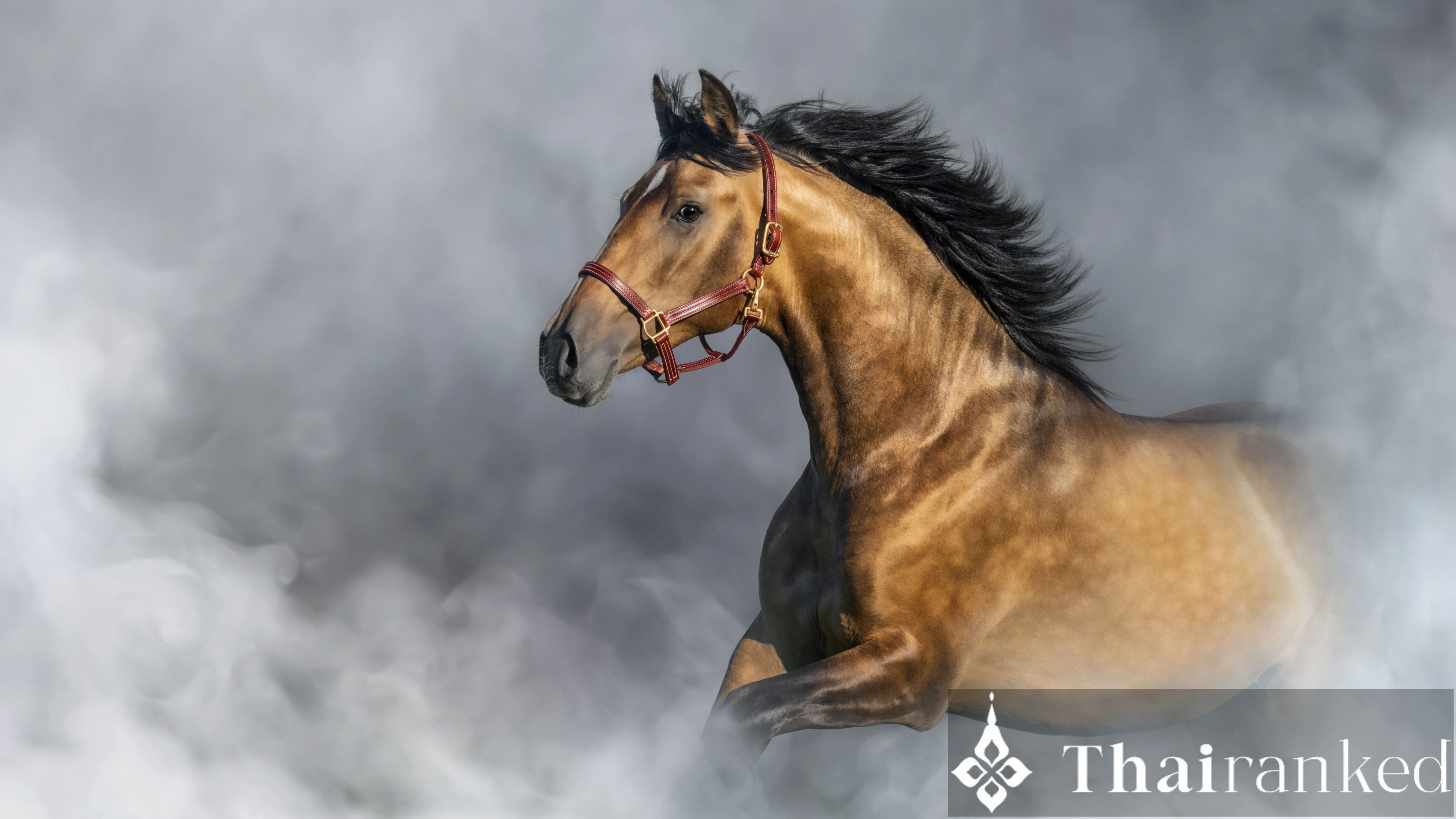 Year of the Fire Horse & How to Fix "Clashing" Signs - thumbnail