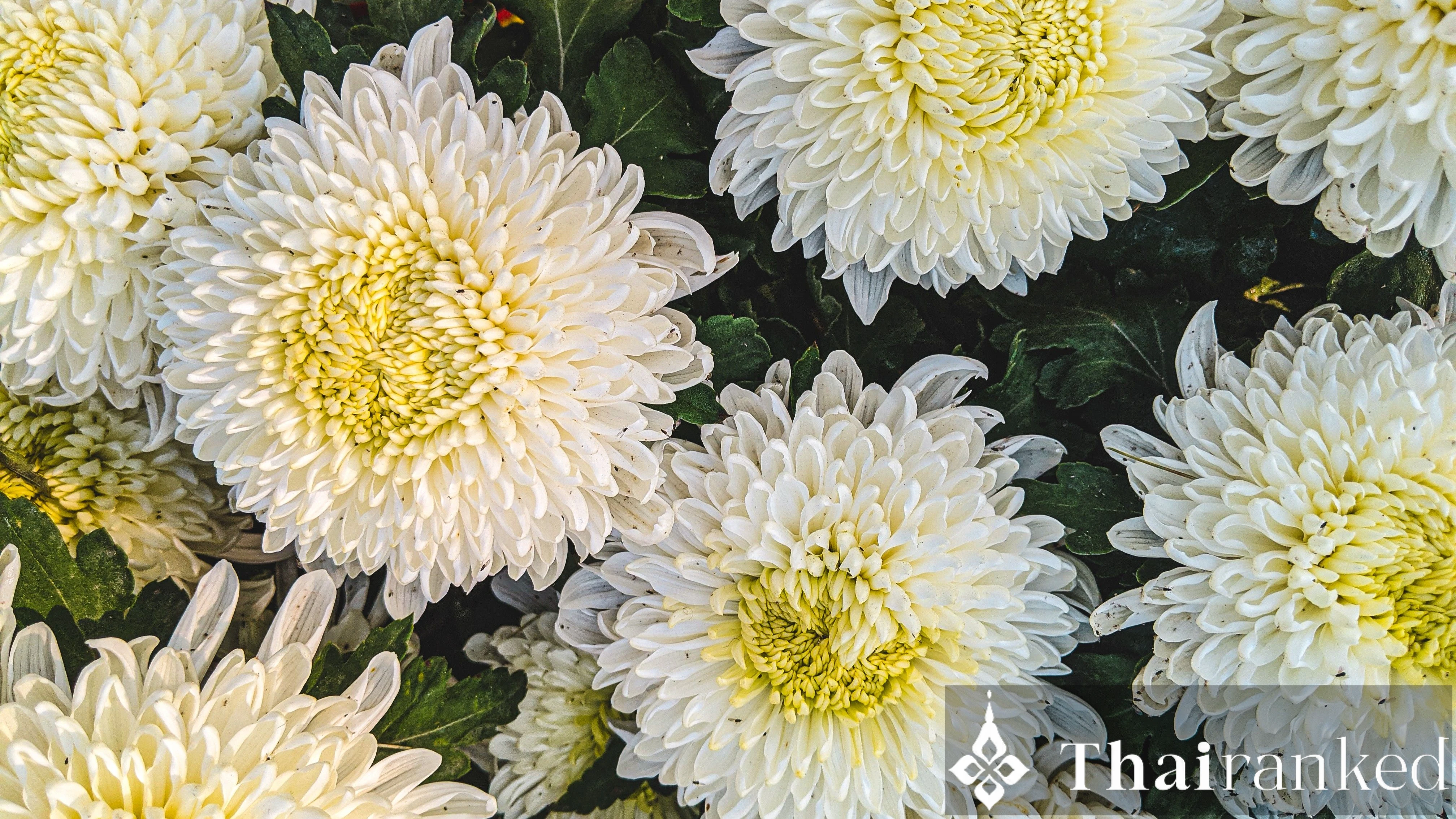 White Flowers, Especially Chrysanthemums