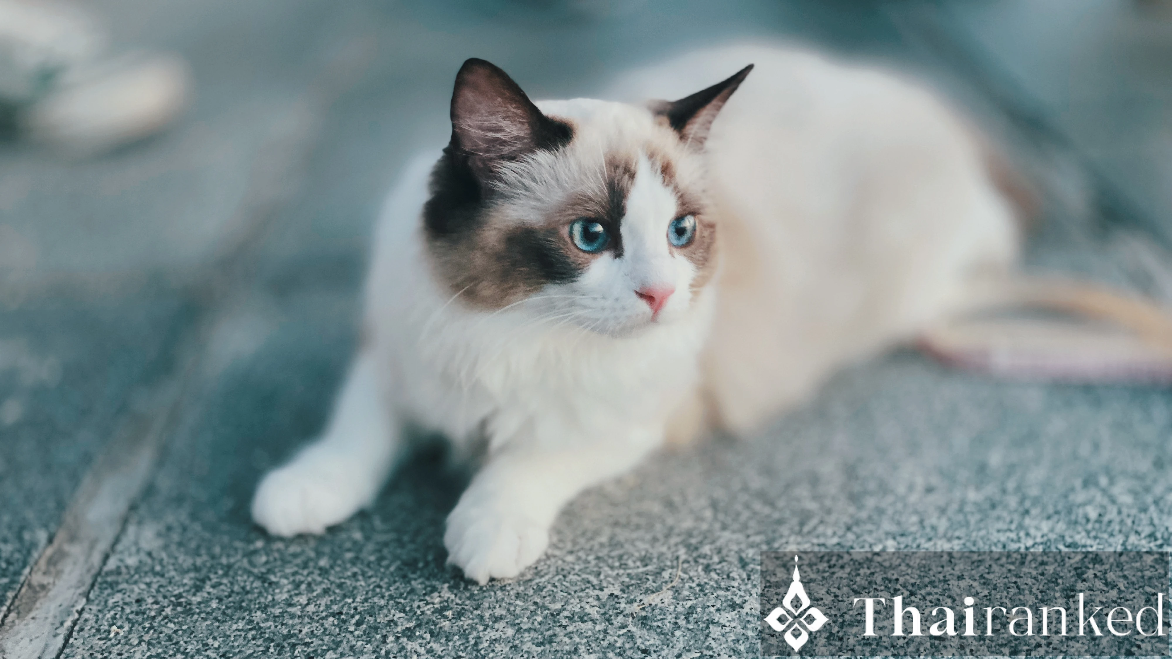 Ragdoll