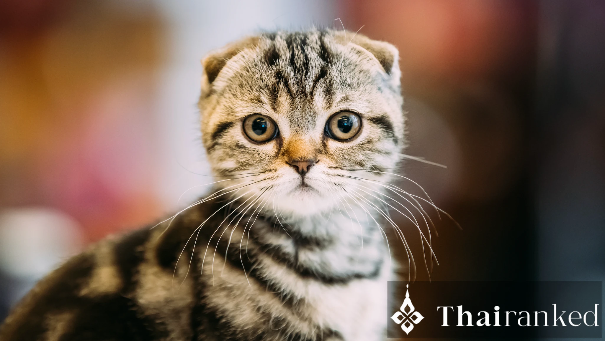 Scottish Fold