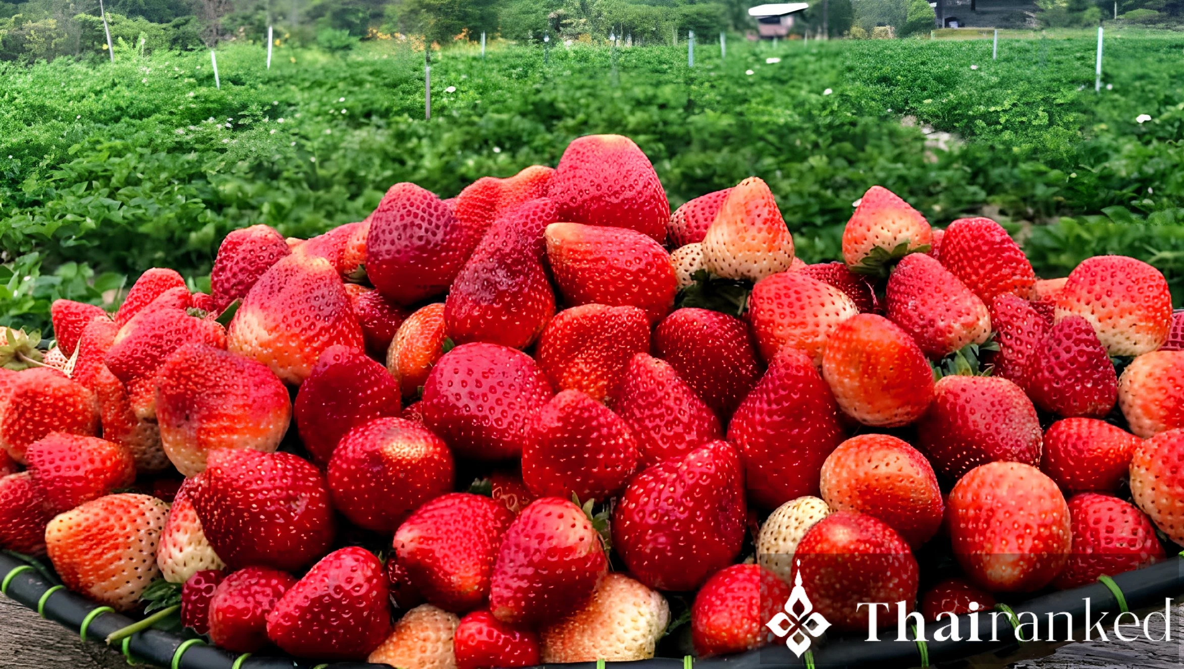 Wongwan Strawberry Farm (Samoeng)