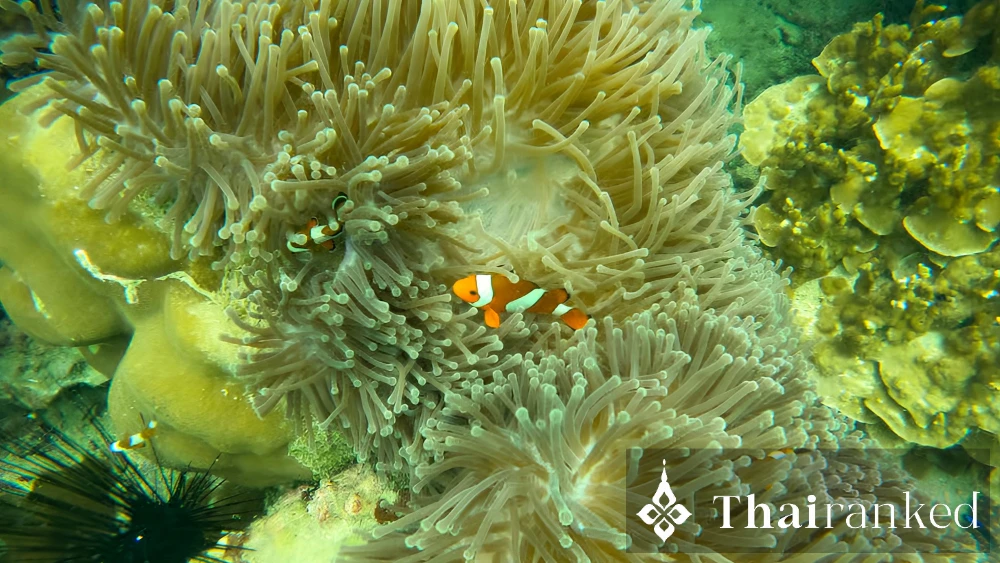 Private Longtail Boat (Taxi Boat)