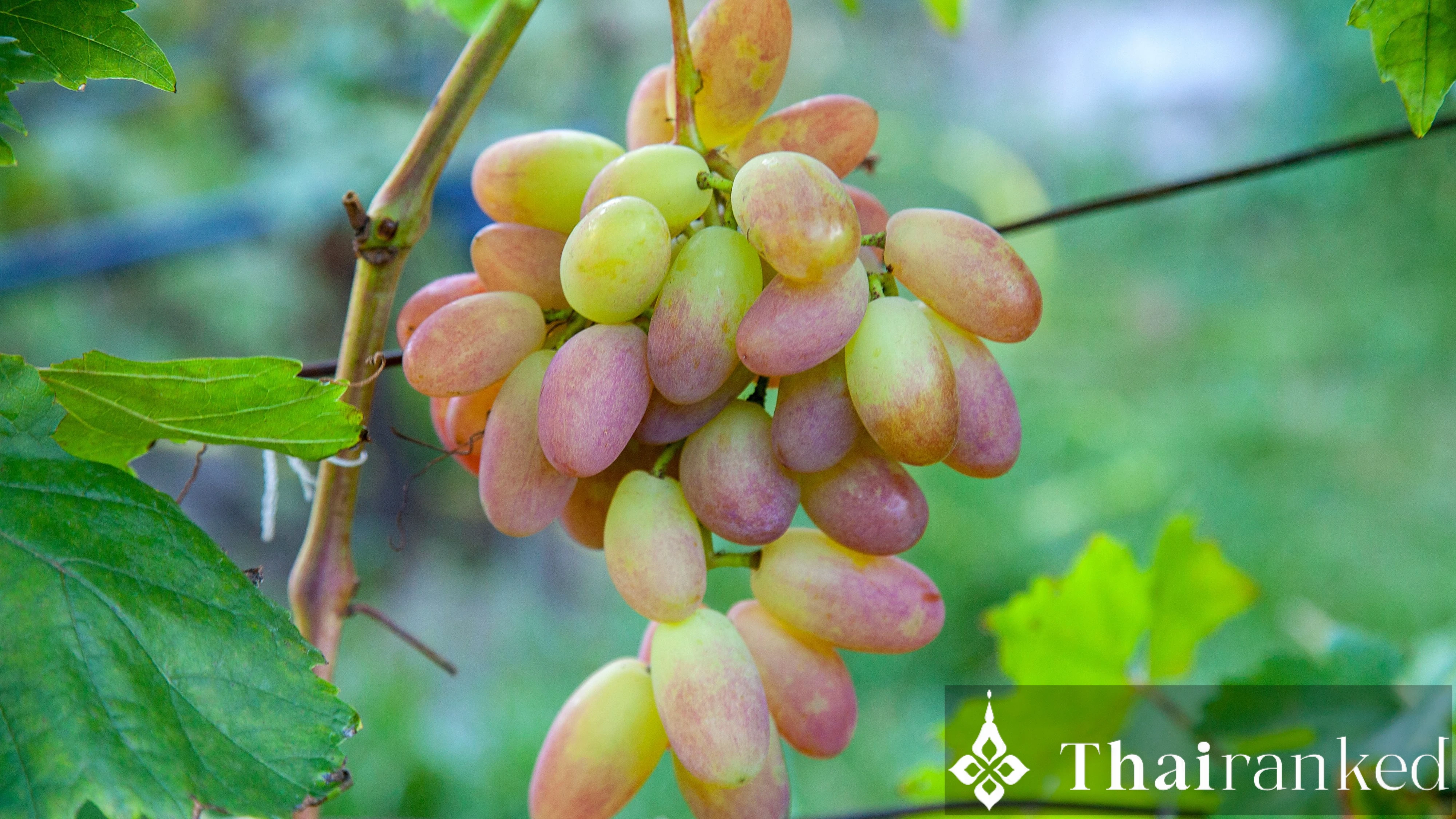 Grapes (Ngoen / A-ngoon)