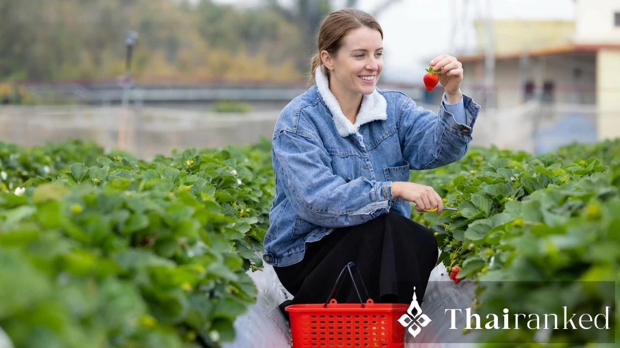 Plai Fa Strawberry Farm (Mon Jam)