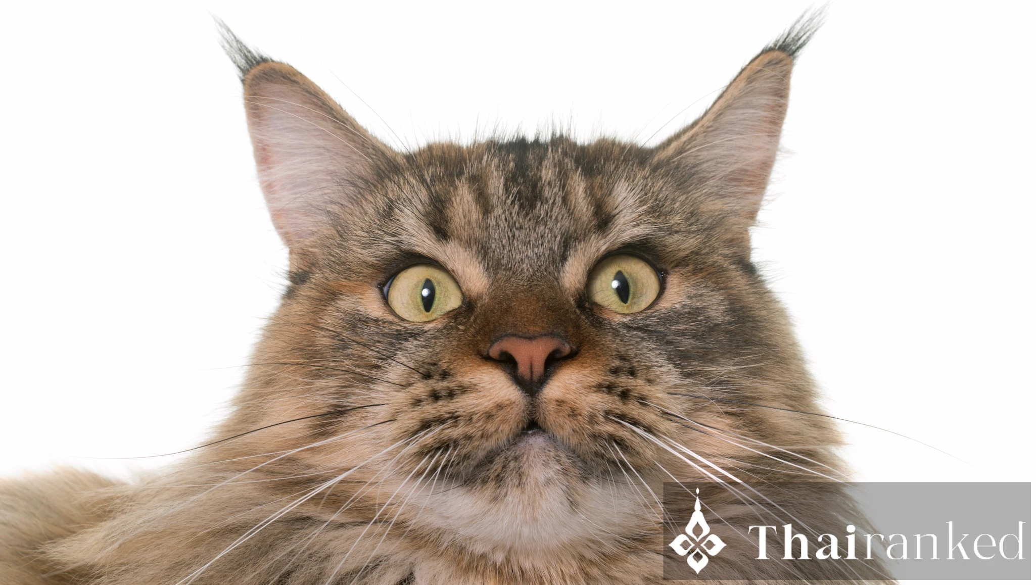 Maine Coon