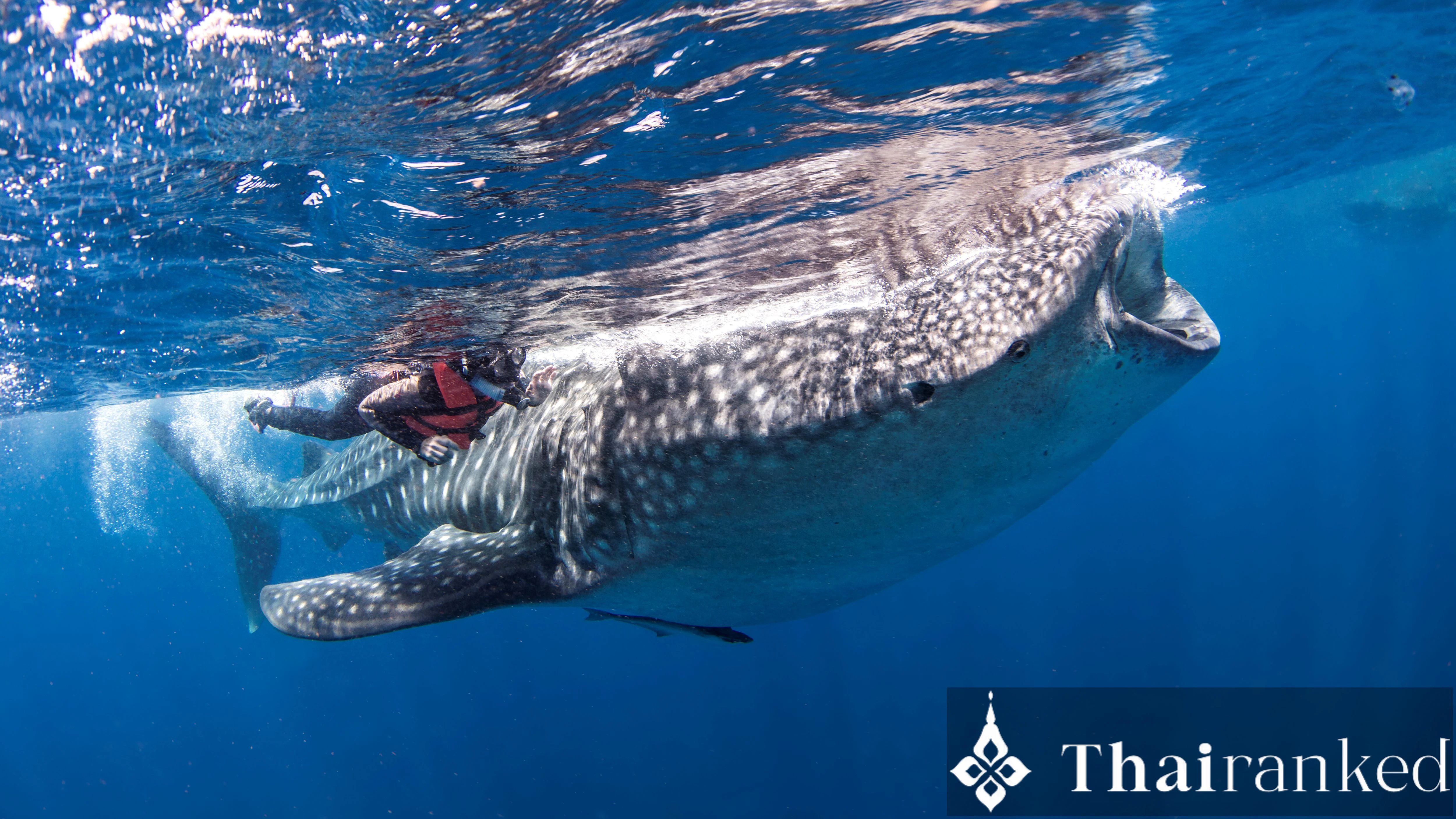 Chumphon Pinnacle (Koh Tao)