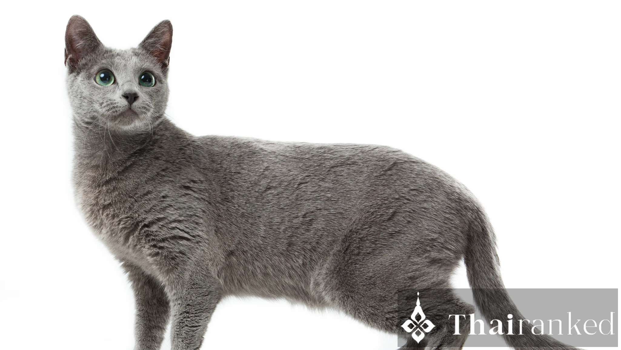 Korat (Si-Sawat)