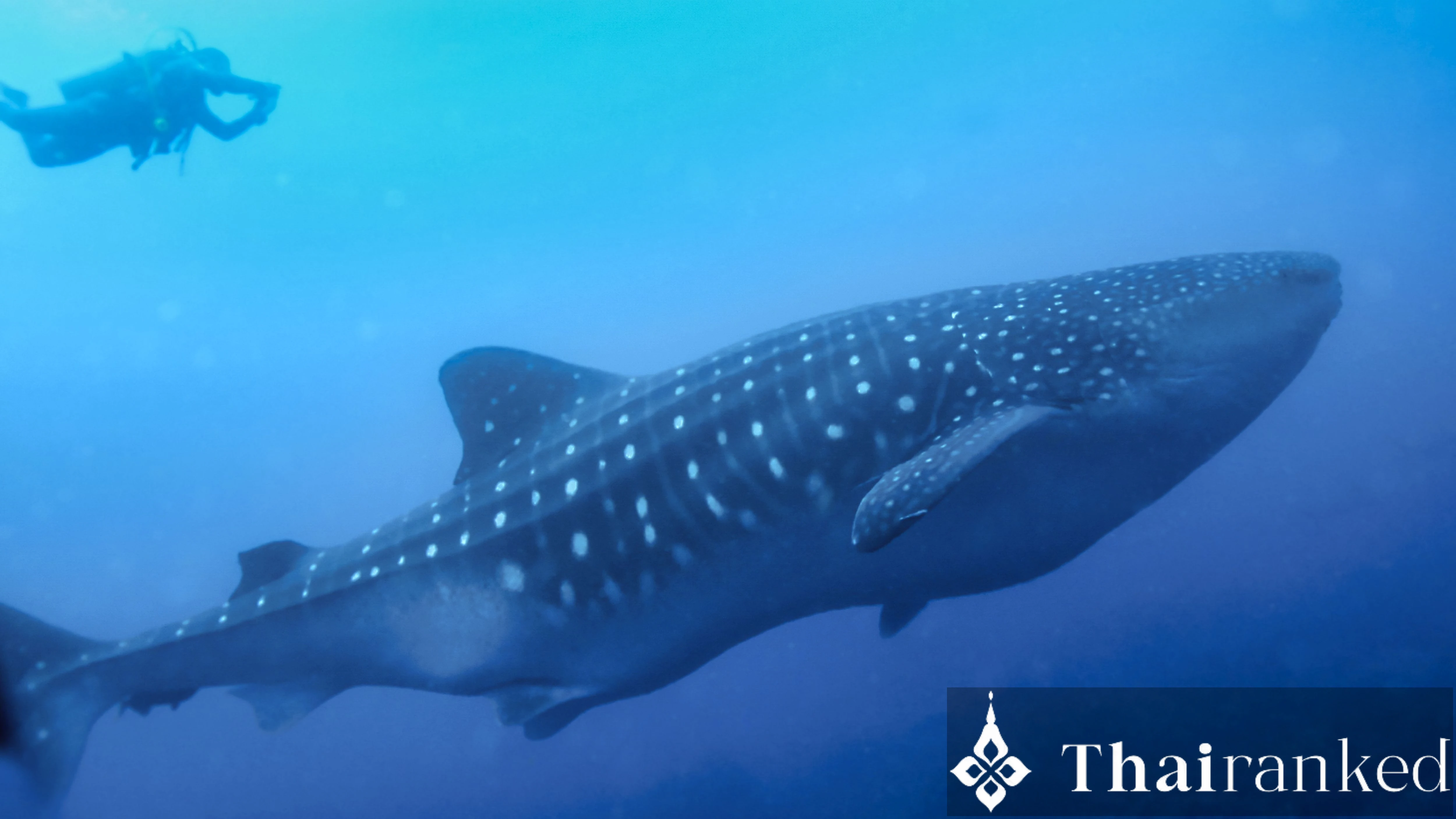 Hin Daeng & Hin Muang (Koh Lanta)