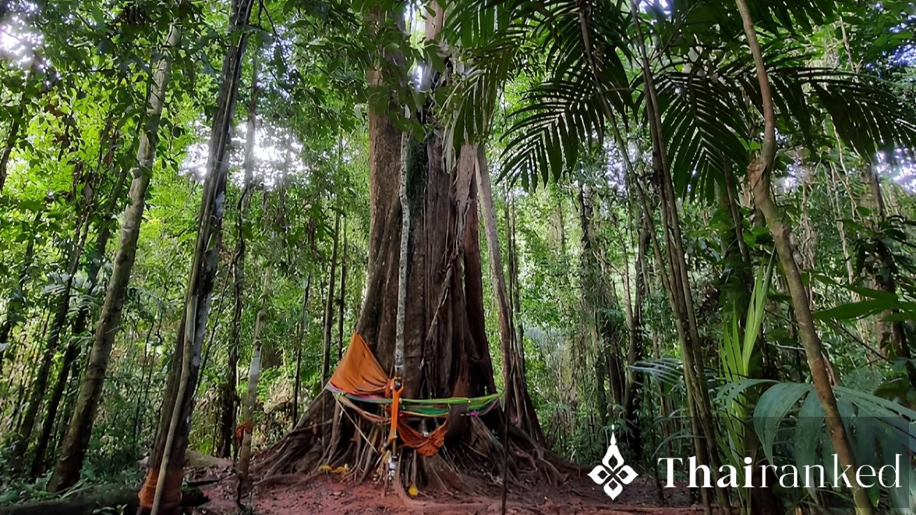 Makayuk & Sai Yai (The Ancient Trees)
