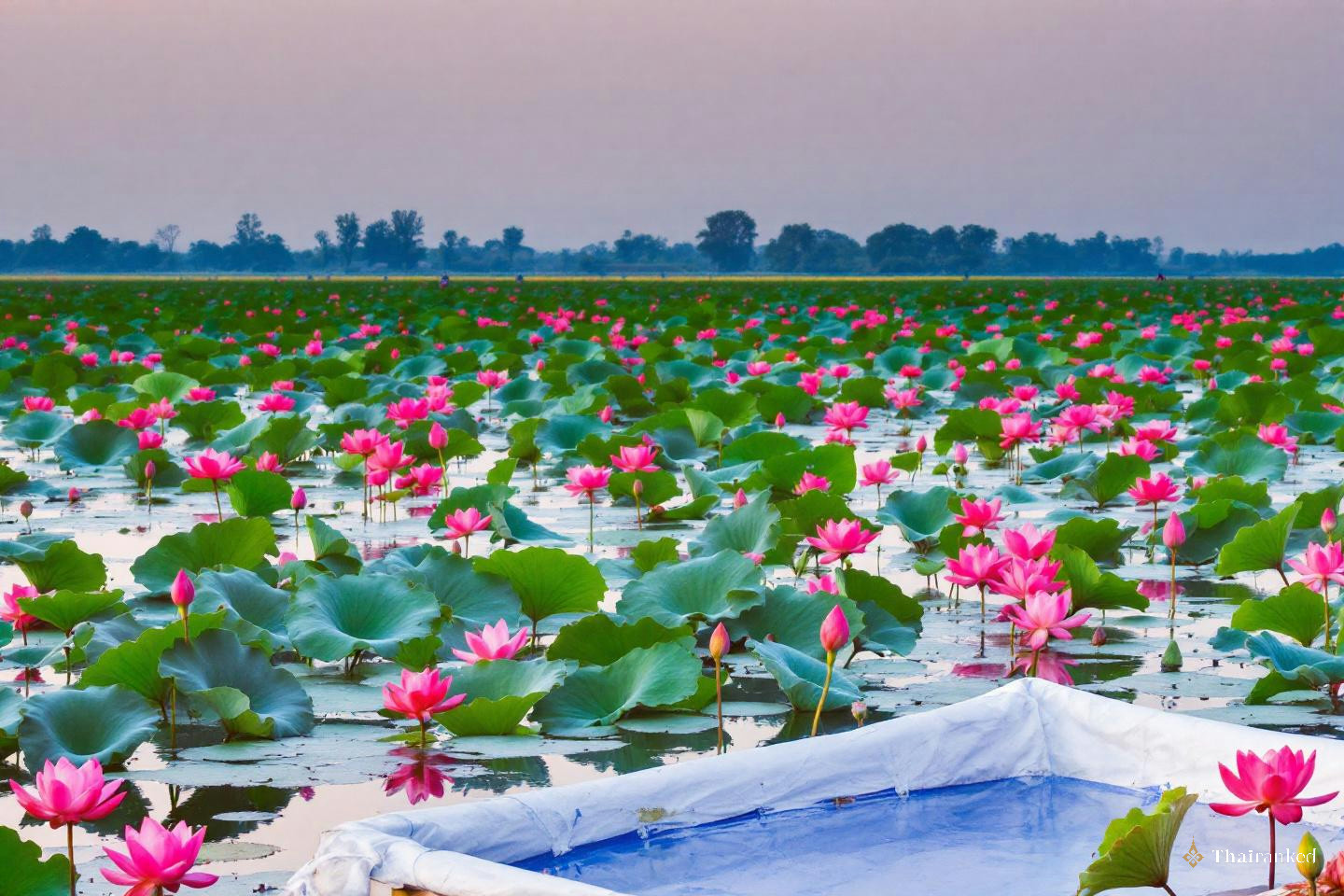 Red Lotus Lake (Nong Han Kumphawapi)