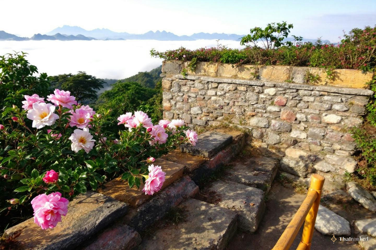 Doi Pha Tang (Chiang Rai)