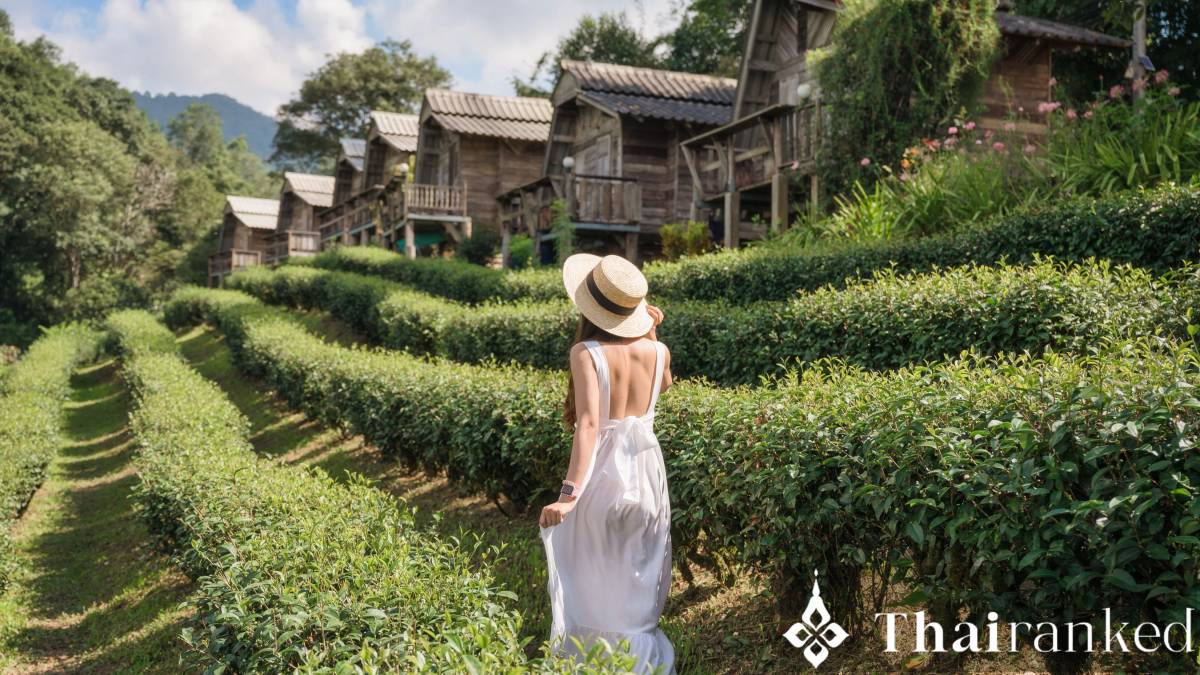 Chiang Rai Tea Hills Photo Stroll