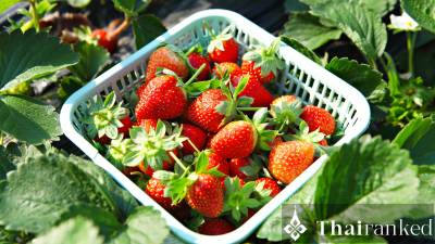 Doi Nok Strawberry Resort (Samoeng)