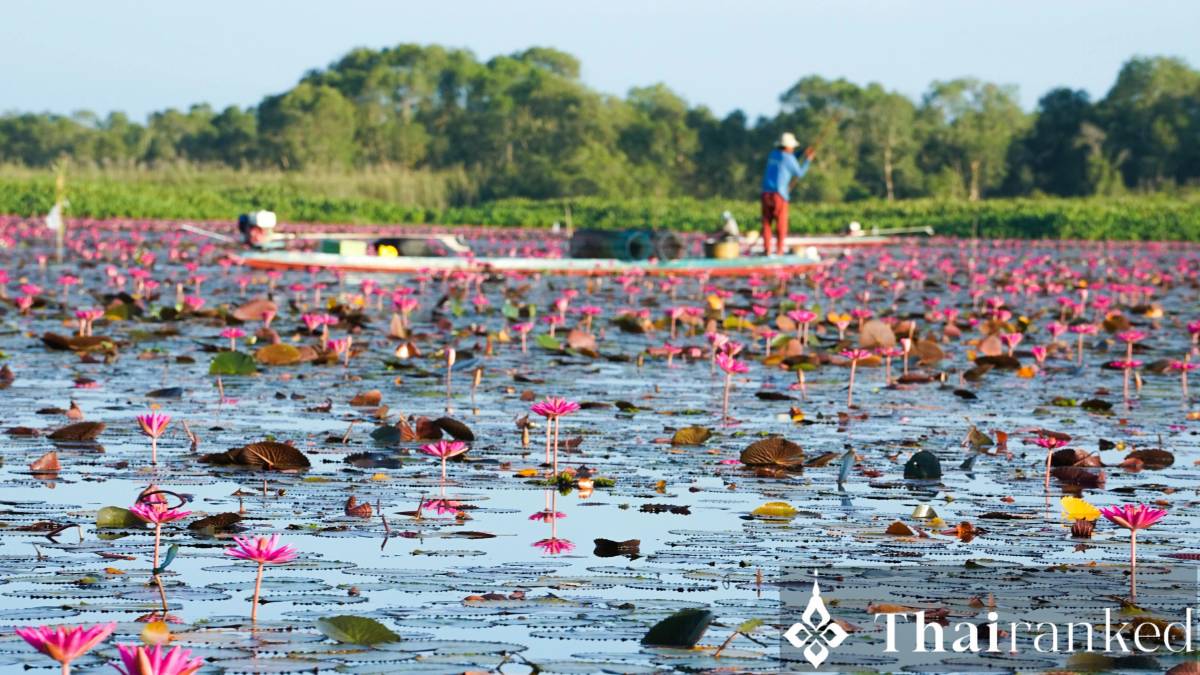 Red Lotus Sea Udon Thani: Romance, Bloom & Lisa Video Fame - thumbnail