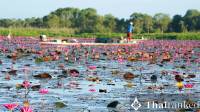 Red Lotus Sea Udon Thani: Romance, Bloom & Lisa Video Fame