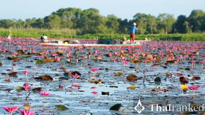 Red Lotus Sea Udon Thani: Romance, Bloom & Lisa Video Fame