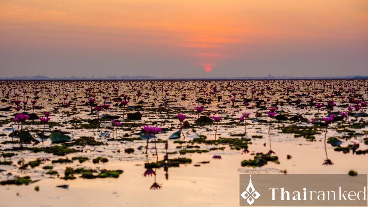 Red Lotus Sea Sunrise Boat Ride