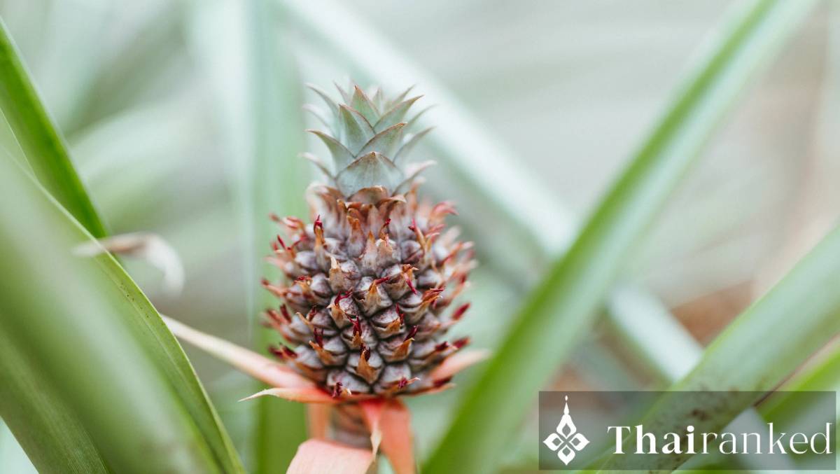 Baby Pineapple (Trat or Phuket)