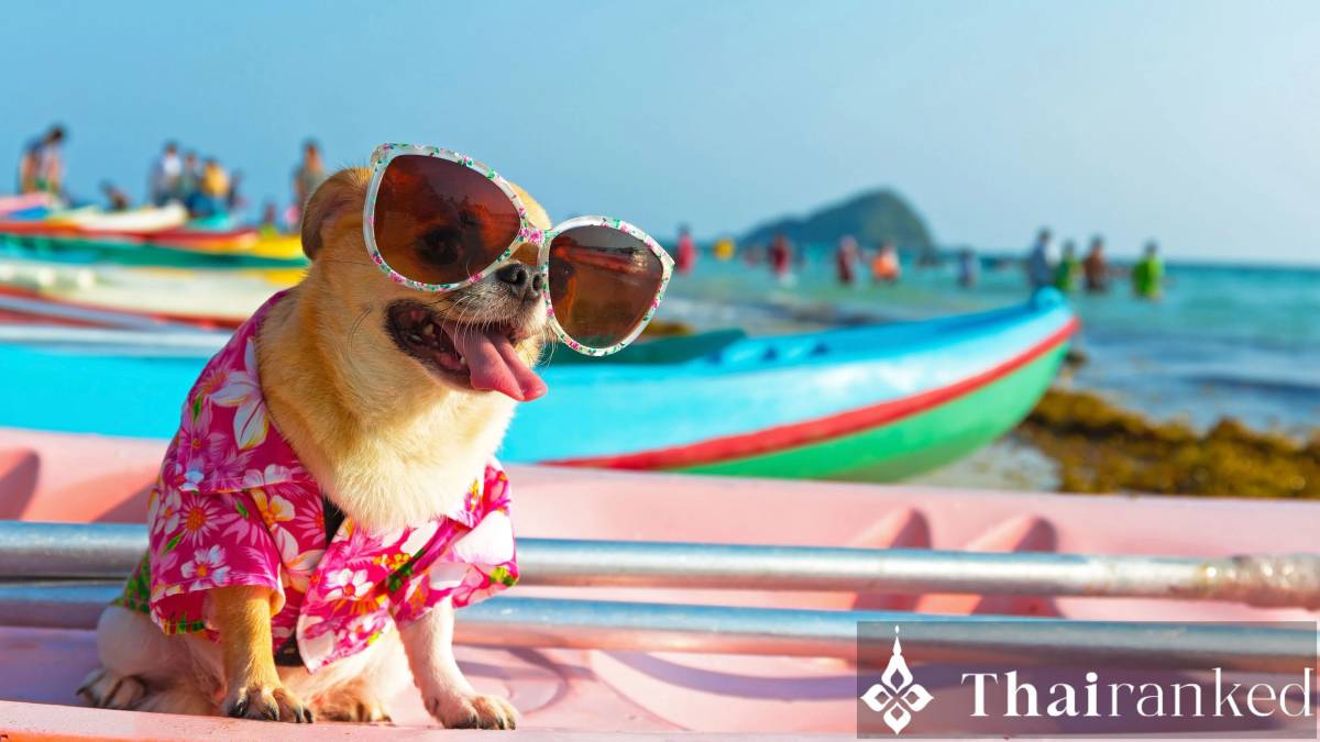 Cómo mantener a los perros y gatos seguros durante la ola de calor en Tailandia - thumbnail