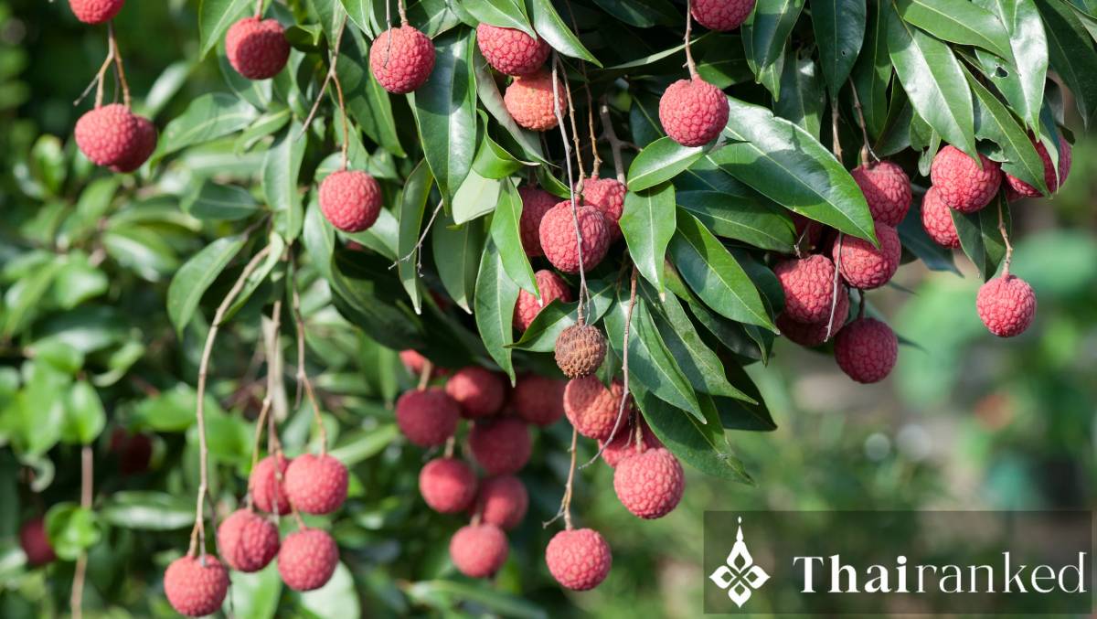 Lychee (Lamyai Chin)
