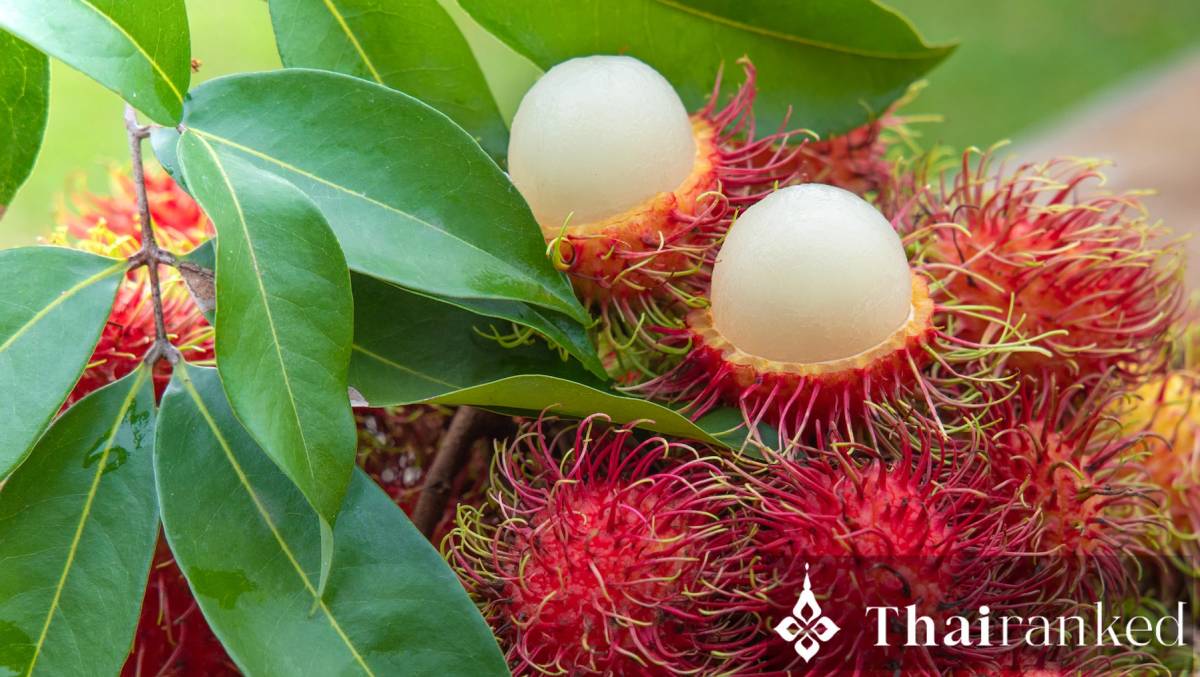 Rambutan (Ngo)