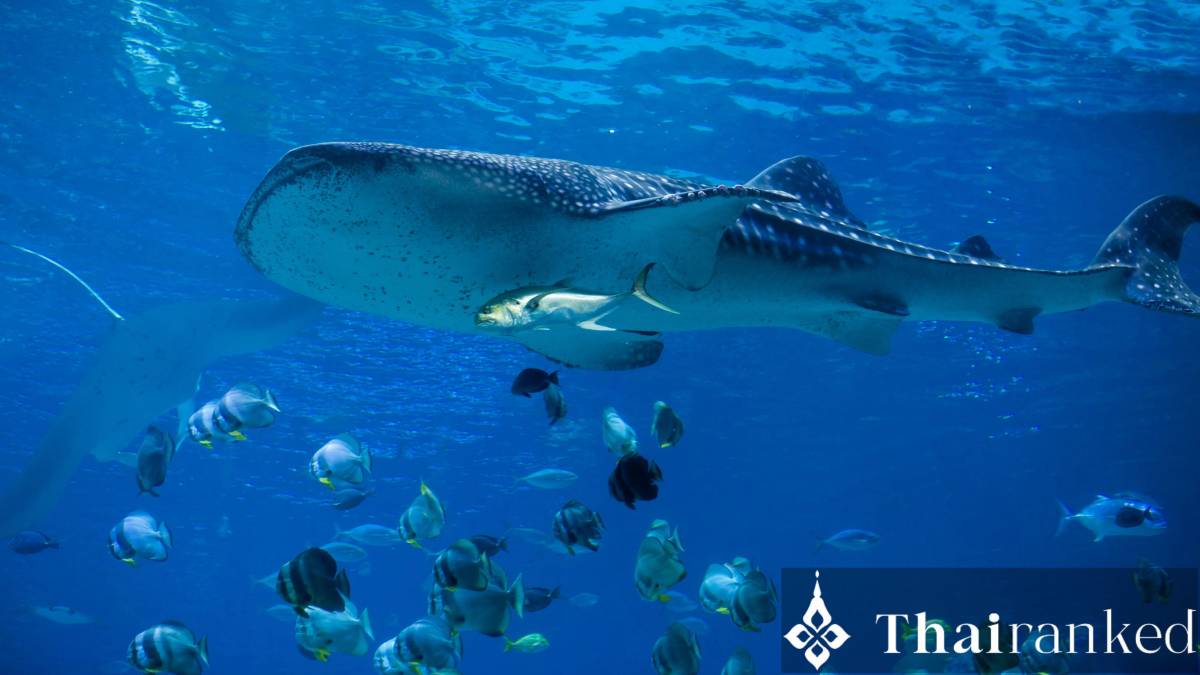 Whale Shark Season Thailand: Best Dive Sites (Mar–May) - thumbnail