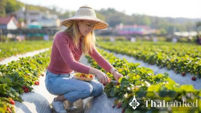 Nap-Phu-Pha Strawberry Farm (Samoeng)