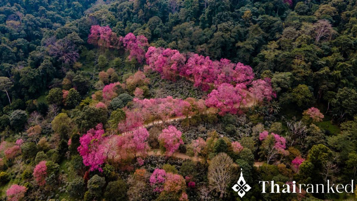 Where to See 'Thai Sakura' in Chiang Mai - thumbnail