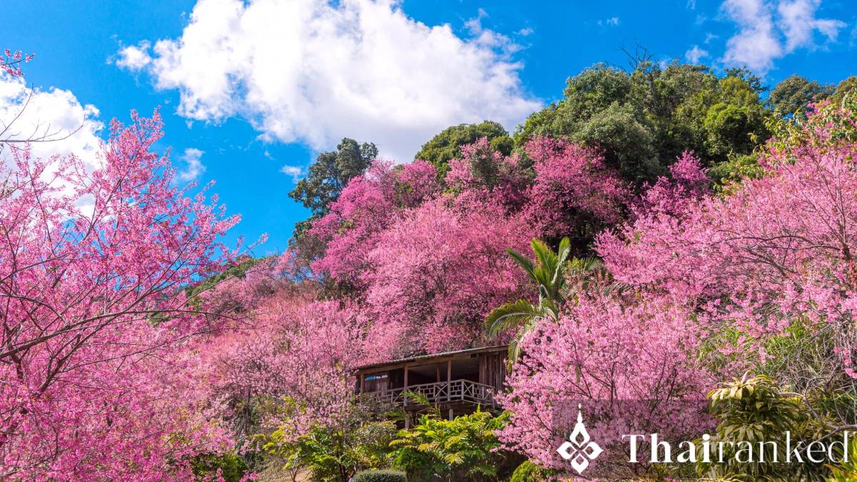 Khun Chang Kian (Doi Suthep-Pui)
